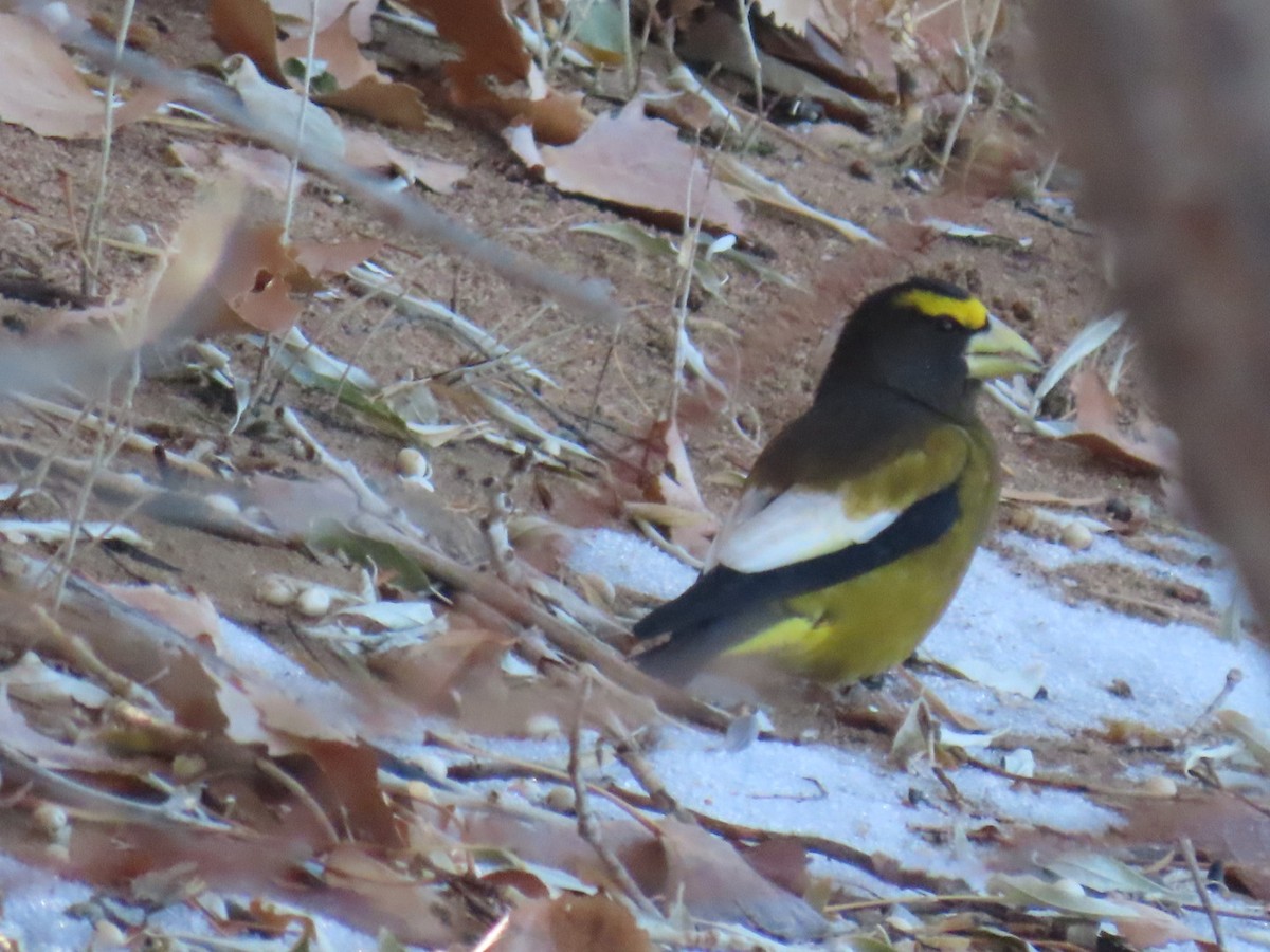 Evening Grosbeak - ML507173071