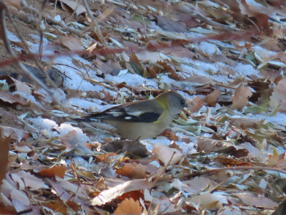 Evening Grosbeak - ML507173081