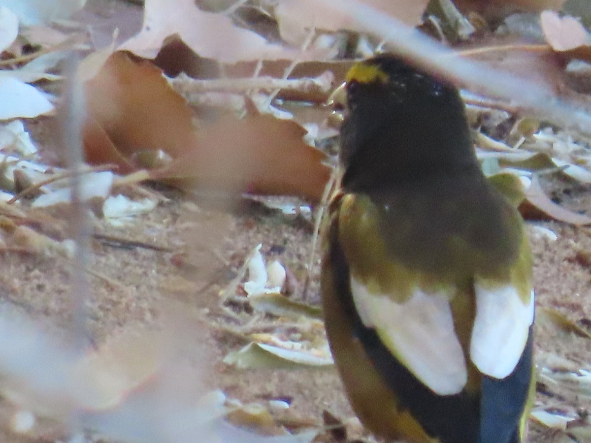 Evening Grosbeak - ML507173101