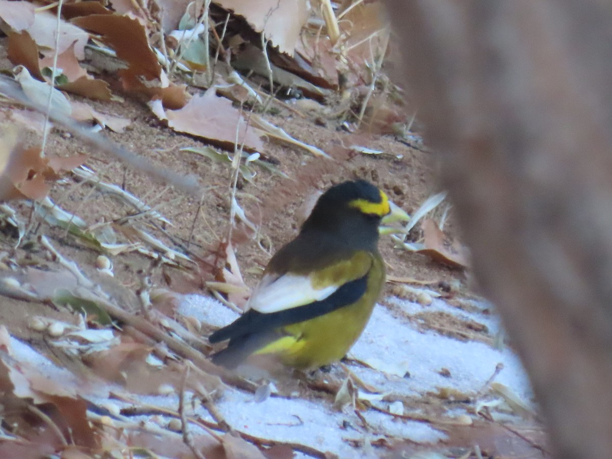 Evening Grosbeak - ML507173111