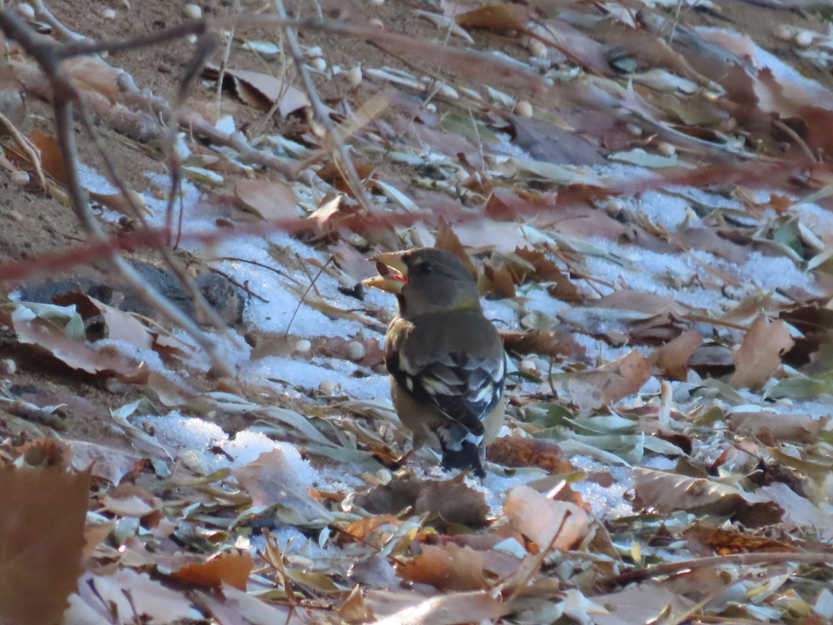 Evening Grosbeak - ML507173121