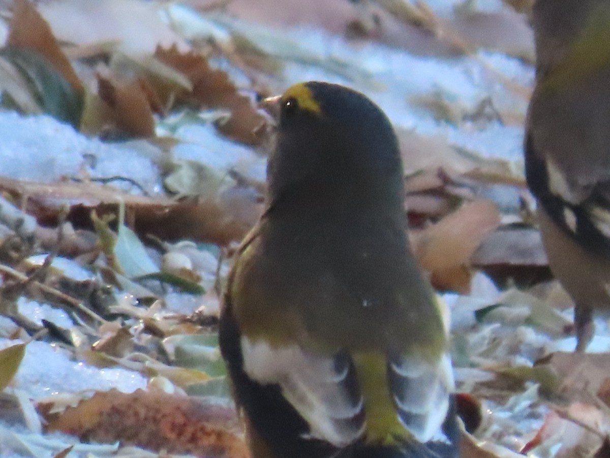 Evening Grosbeak - ML507173131