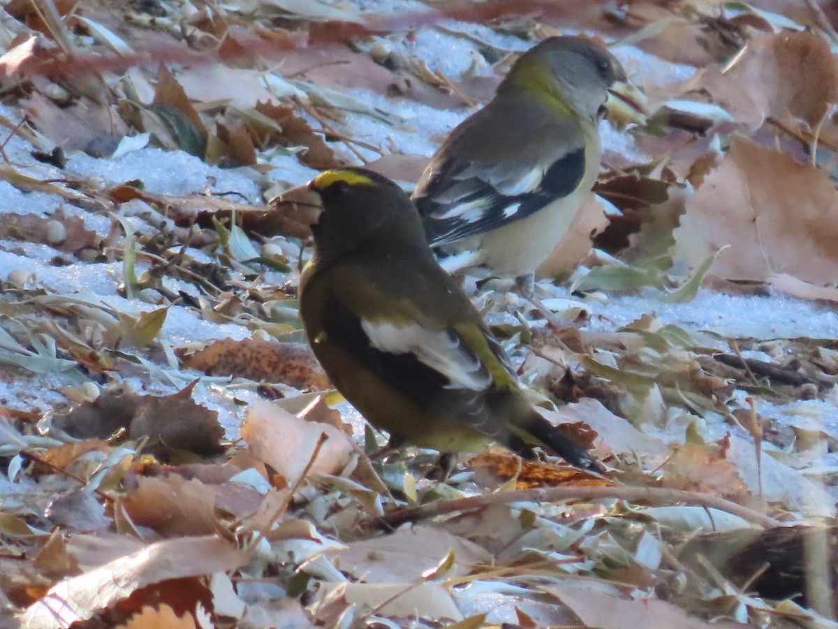 Evening Grosbeak - ML507173141