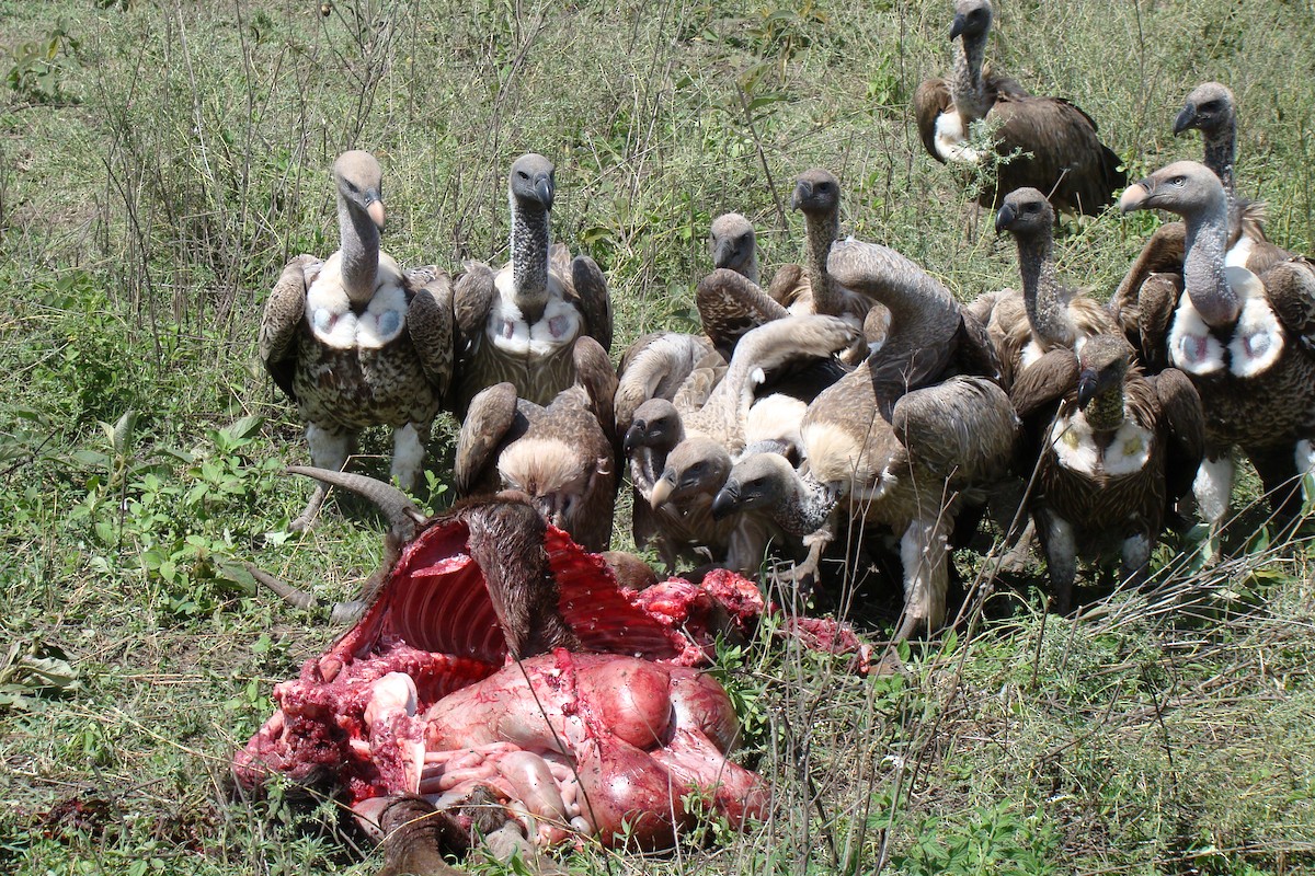 White-backed Vulture - ML507173521