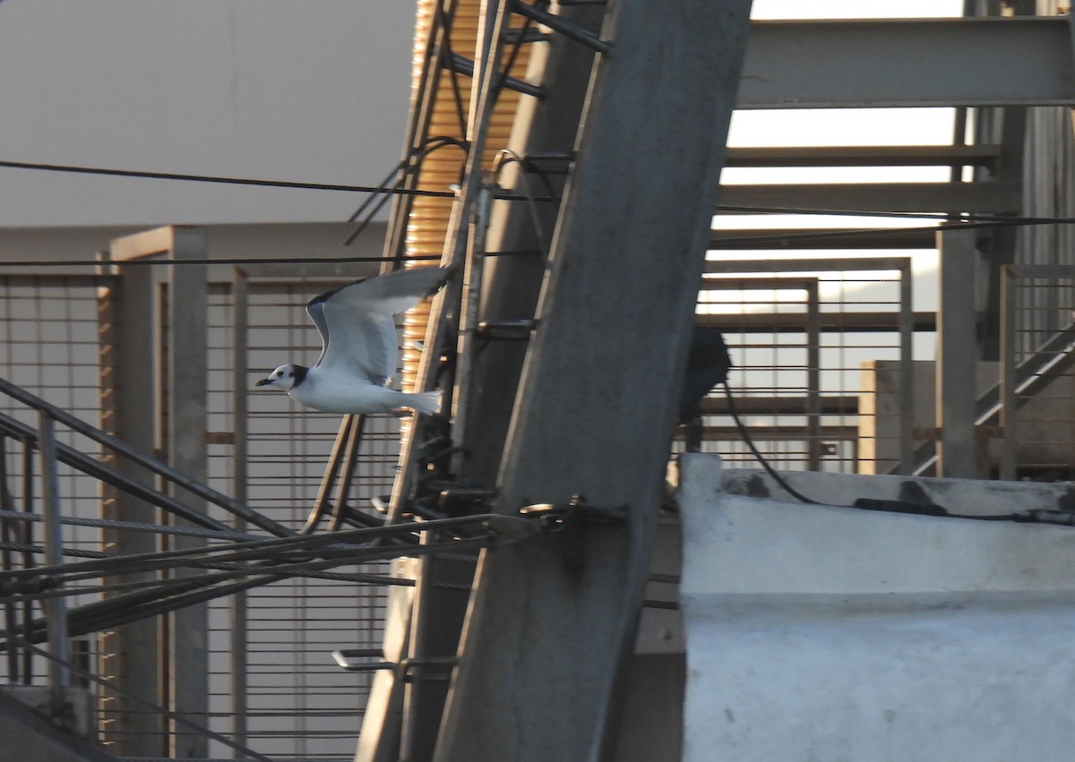 Sabine's Gull - ML507173791