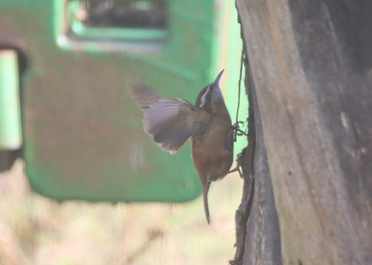 Carolina Wren - ML507173821