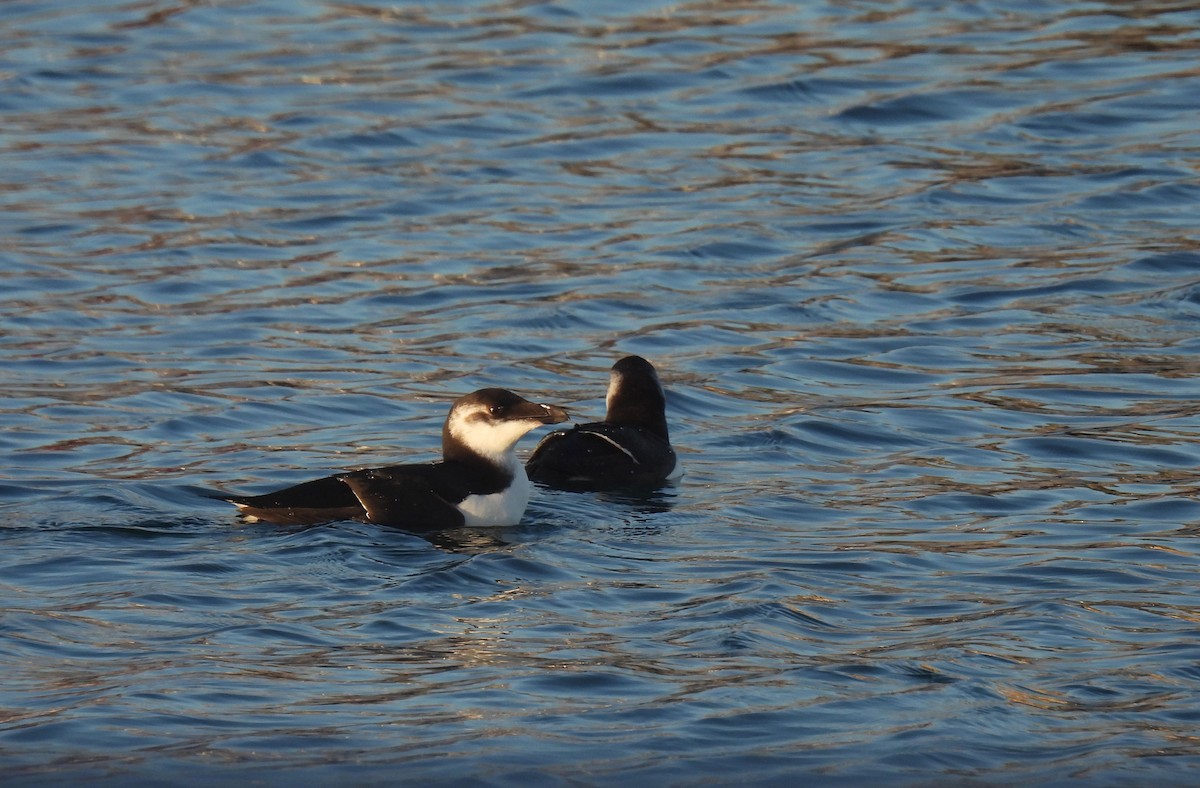 Razorbill - ML507174591
