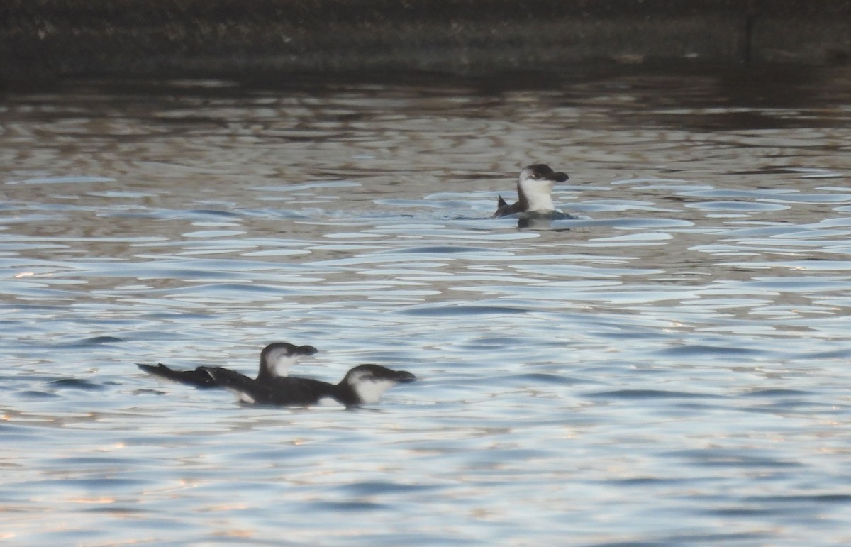Razorbill - ML507174601