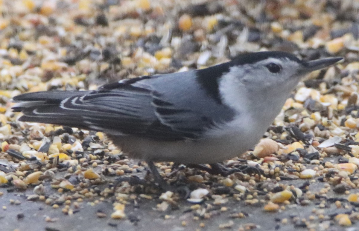 White-breasted Nuthatch - ML507174661
