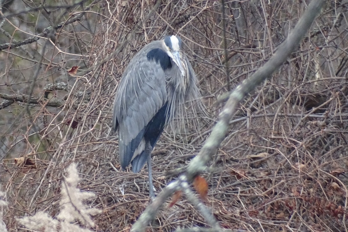 Great Blue Heron - ML507176751