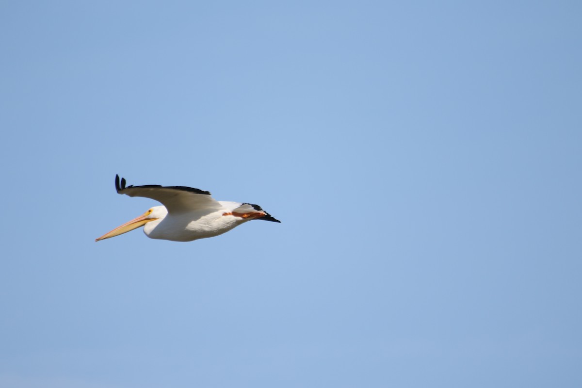 American White Pelican - ML507176761