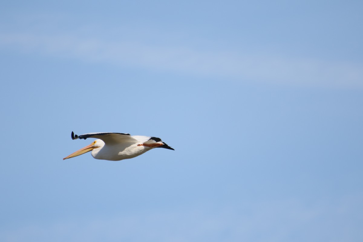 American White Pelican - Alvin Walter