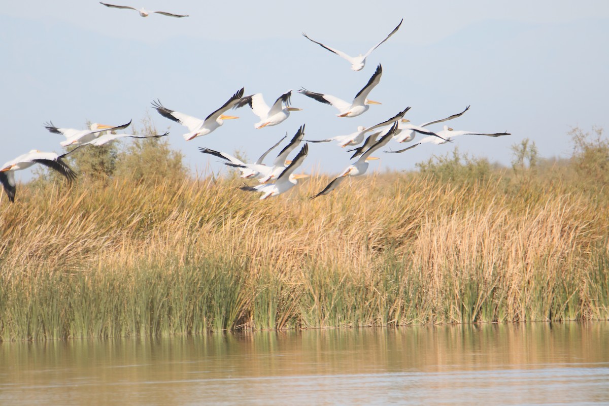 American White Pelican - Alvin Walter