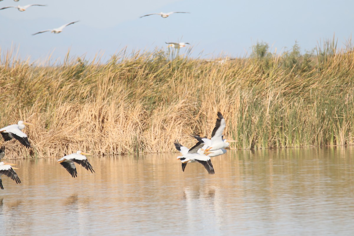 American White Pelican - ML507176851