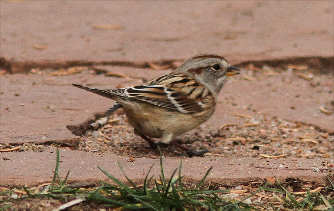 American Tree Sparrow - ML50717701