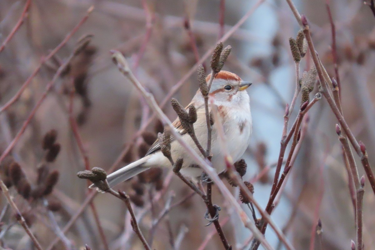 American Tree Sparrow - ML507177121