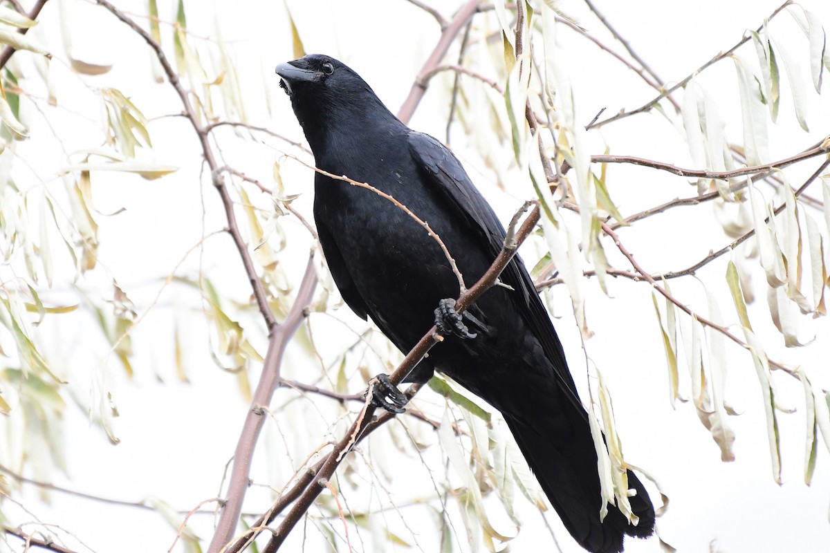 Fish Crow - Winston Poon