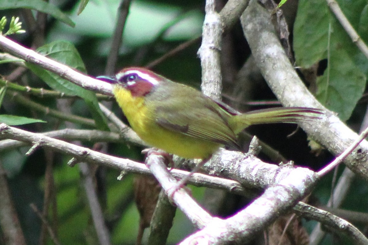 Chestnut-capped Warbler - ML507177941