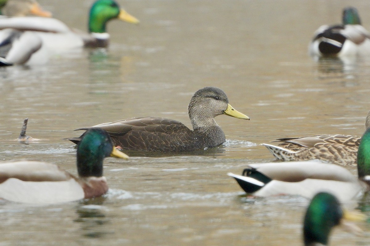 American Black Duck - ML507179071