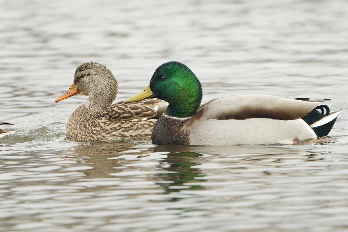 Mallard - ML507179151