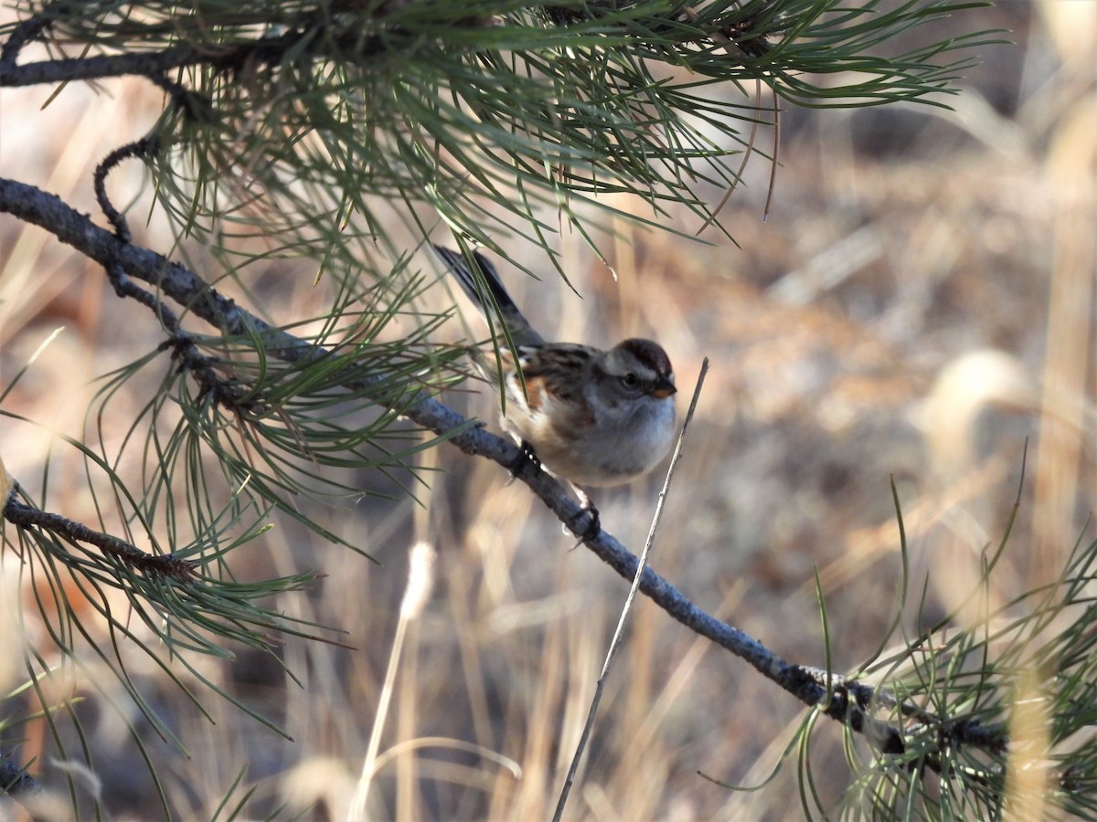 American Tree Sparrow - ML507180071