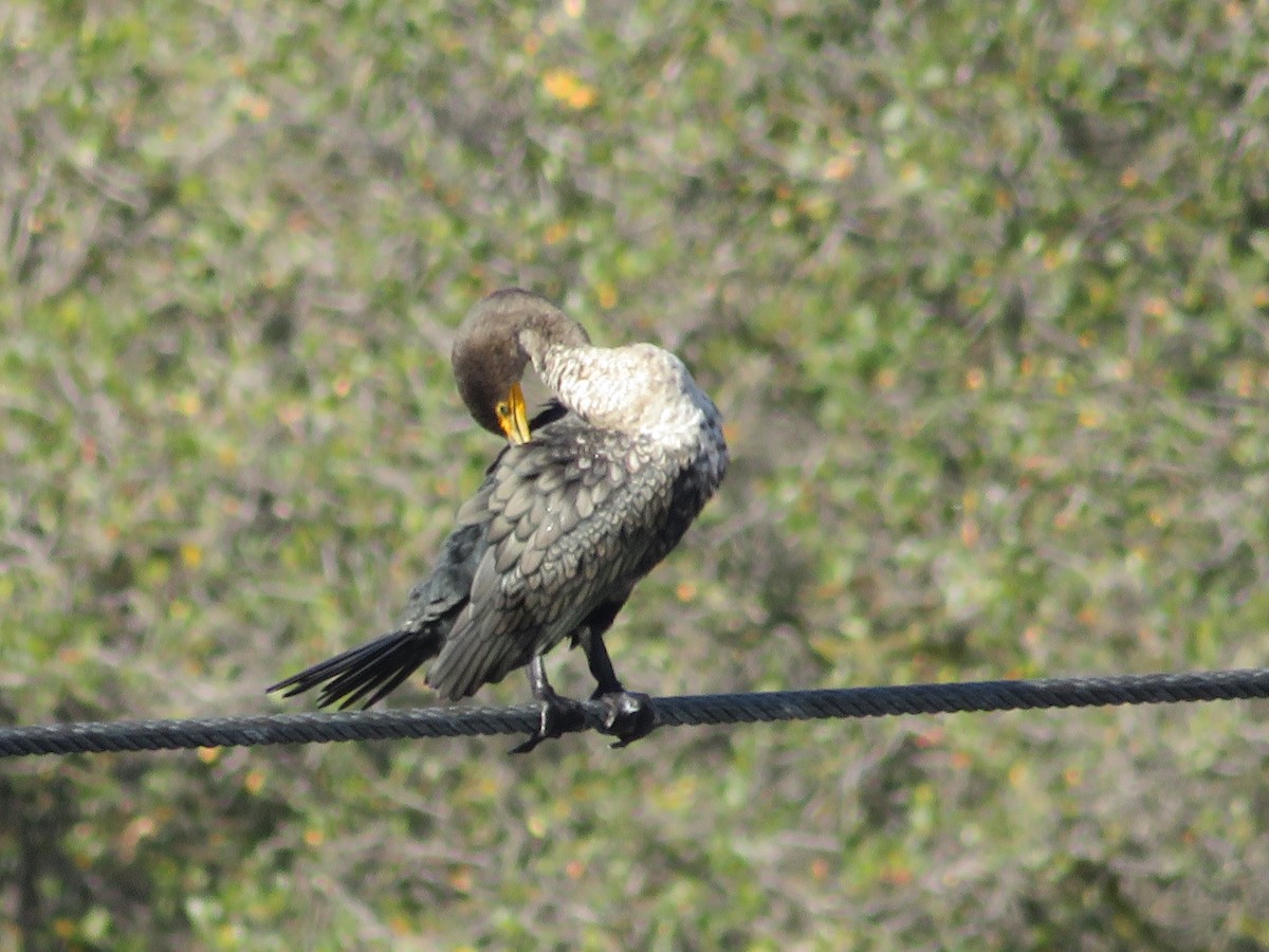 Double-crested Cormorant - ML507182261