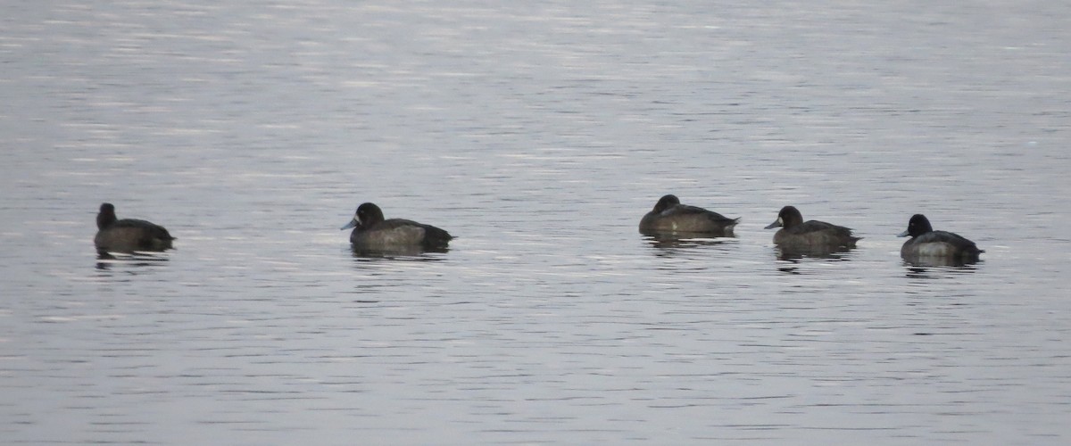 Greater Scaup - ML507182321