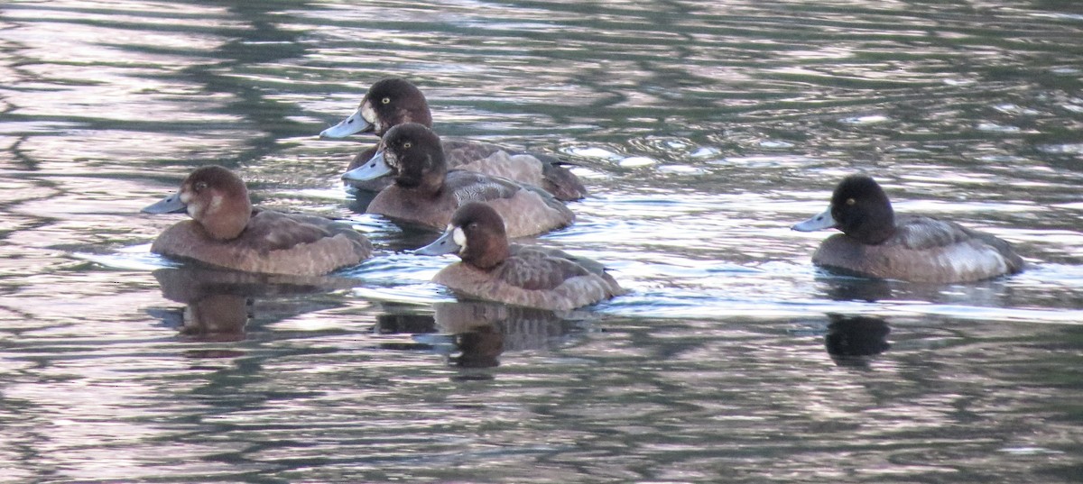 Greater Scaup - ML507182331