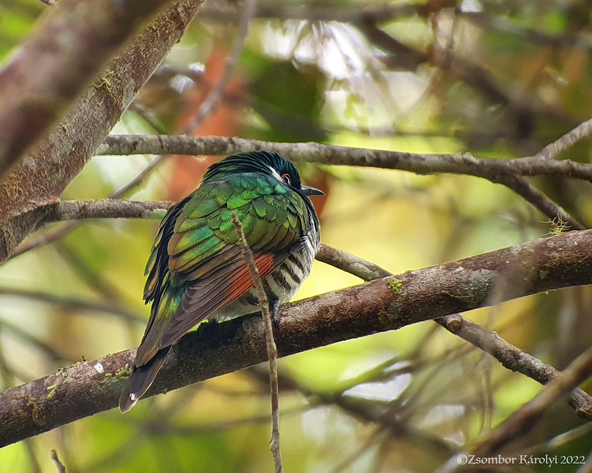 White-eared Bronze-Cuckoo - ML507184111