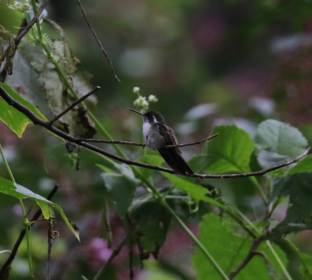 Green-throated Mountain-gem - ML507184821