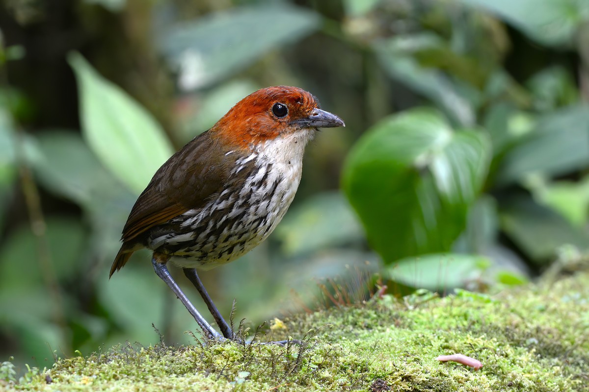 Chestnut-crowned Antpitta - David Hollie