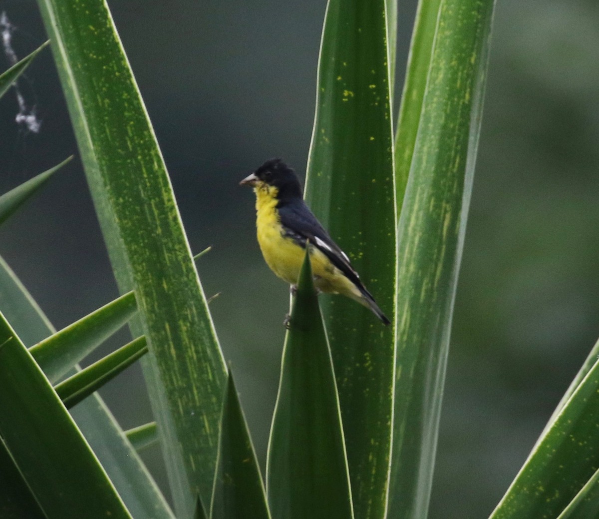 Lesser Goldfinch - ML507186721