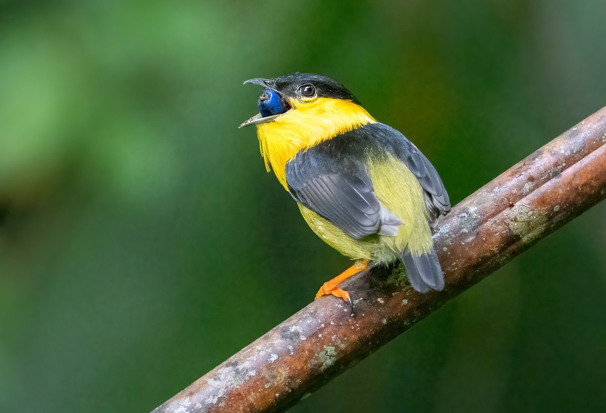 Golden-collared Manakin - Stephen Menzie