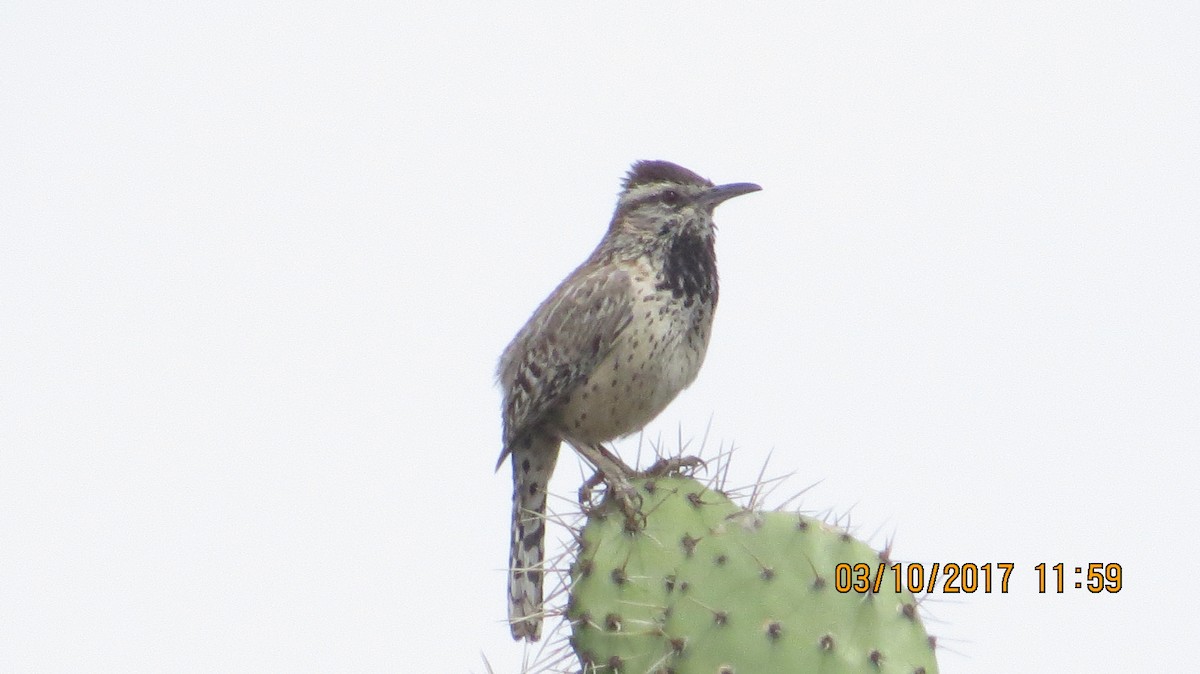 Troglodyte des cactus - ML50718751