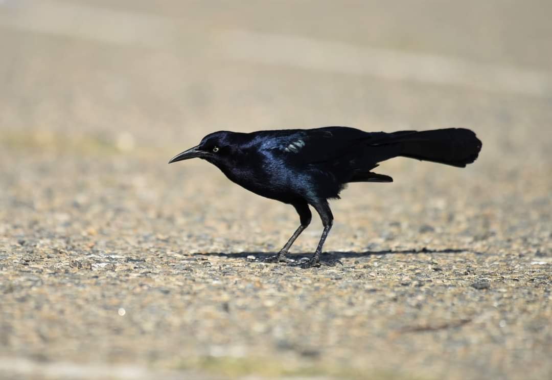 Great-tailed Grackle - ML507187621