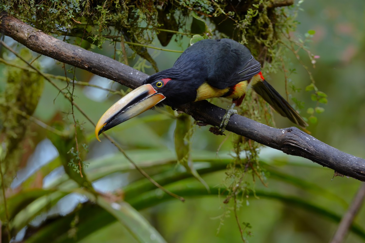 Collared Aracari - ML507191091