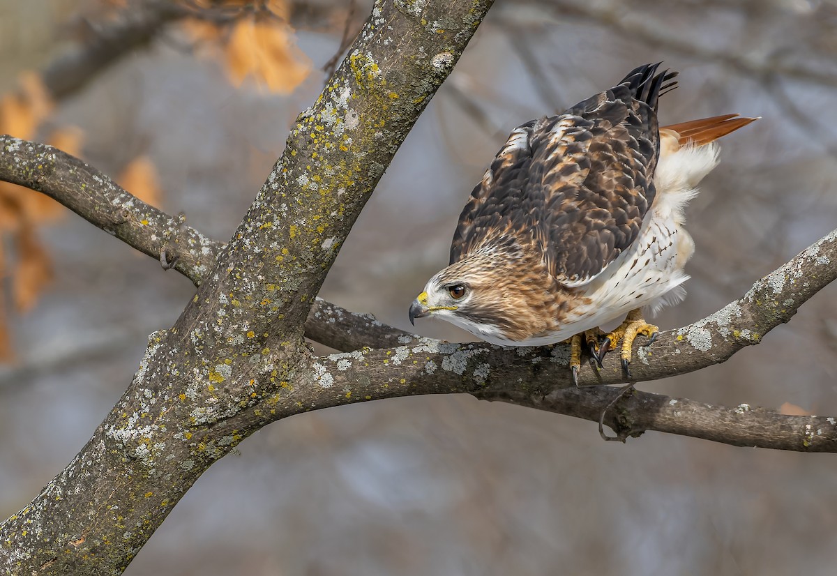 Red-tailed Hawk - ML507191441