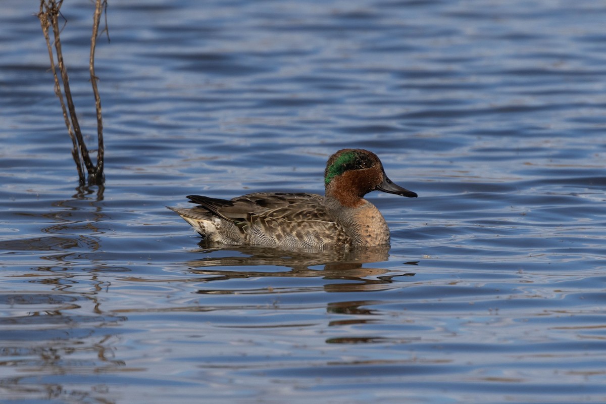 Green-winged Teal (American) - ML507191521