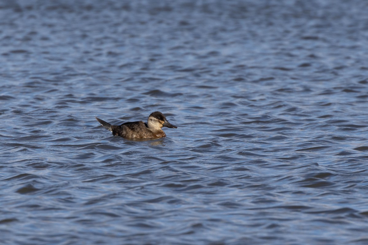 Ruddy Duck - ML507191531