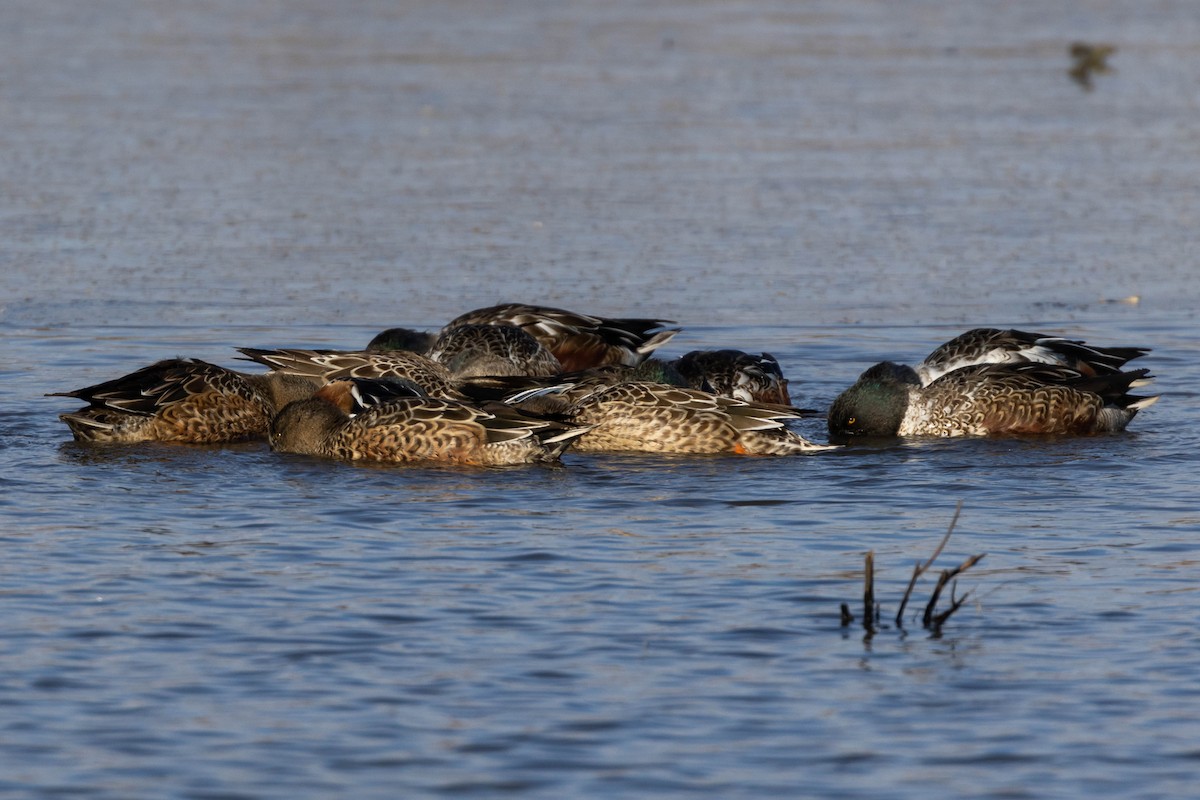 Northern Shoveler - ML507191641