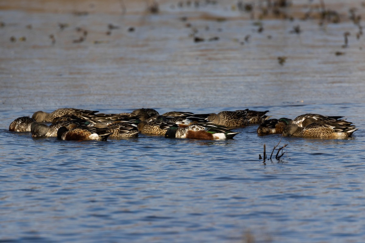 Northern Shoveler - ML507191651