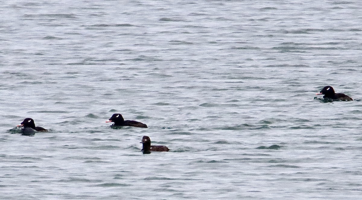 White-winged Scoter - ML507192261