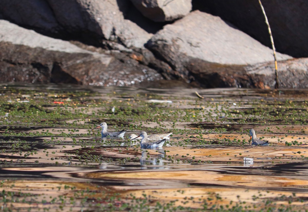 Spotted Redshank - ML507192331