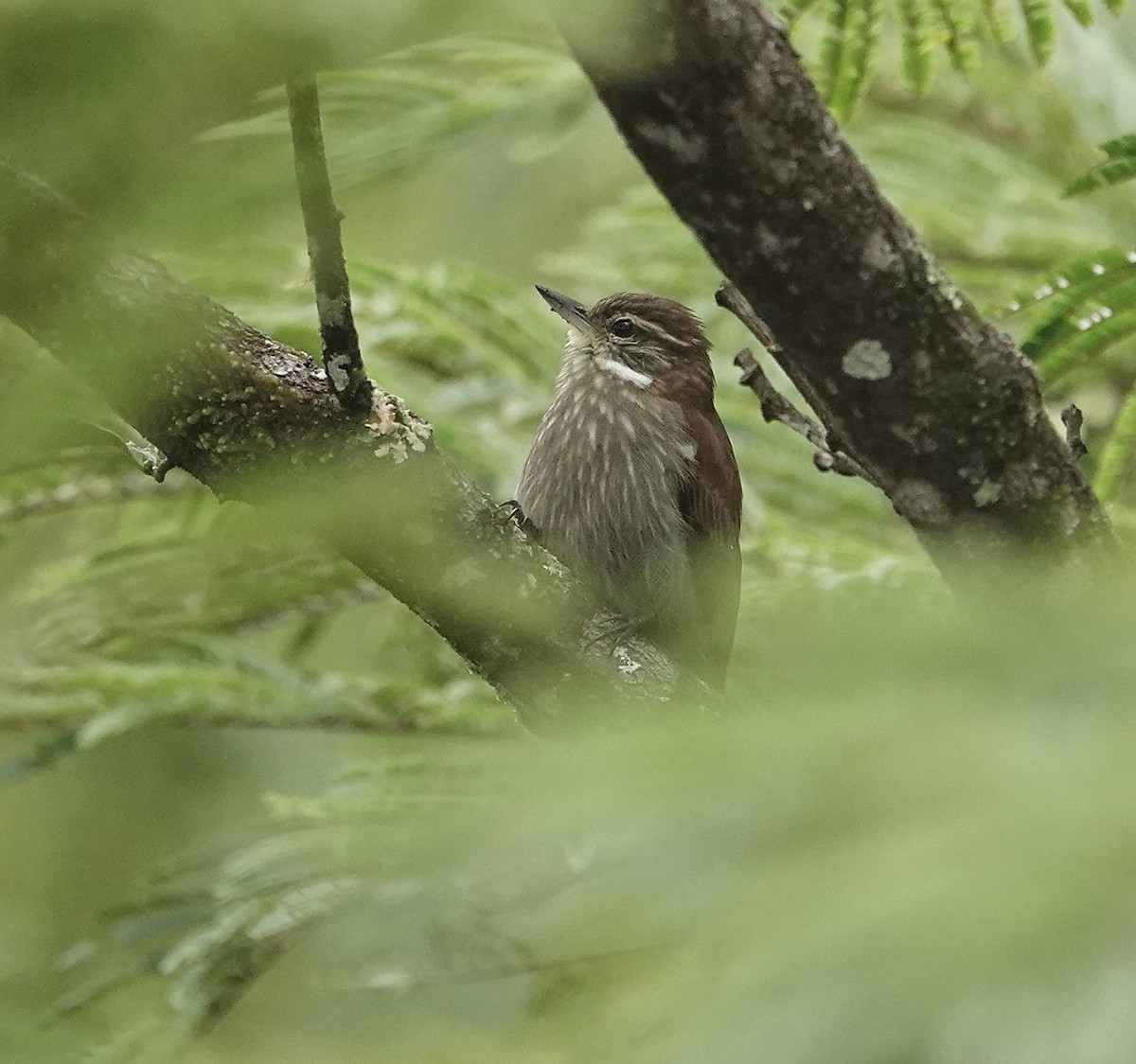 Slender-billed Xenops - ML507193481