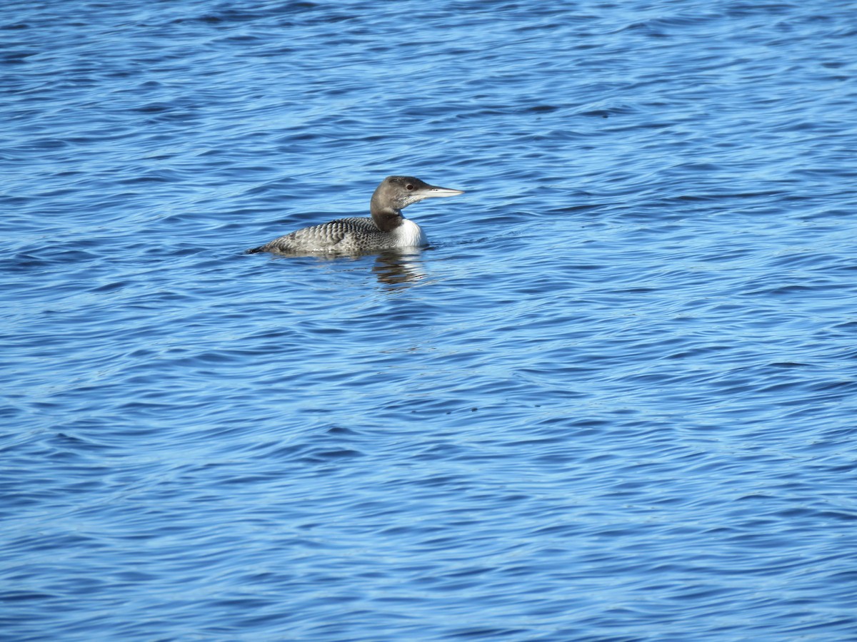 Common Loon - ML507195011