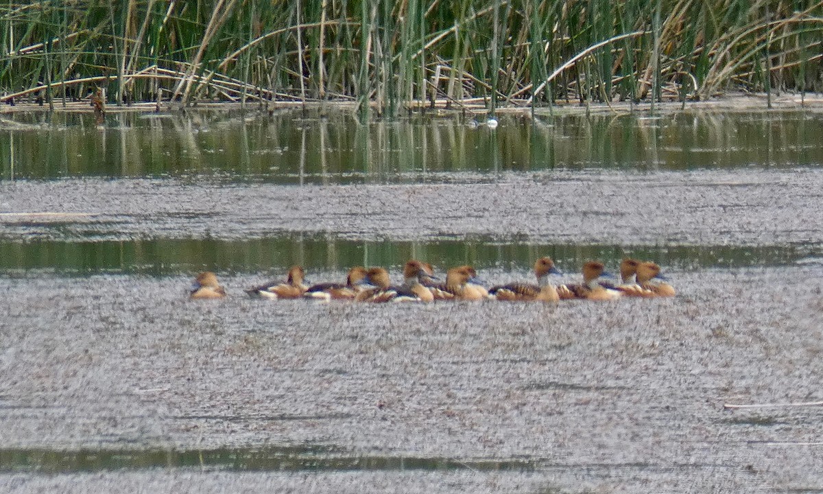 Fulvous Whistling-Duck - ML507195661