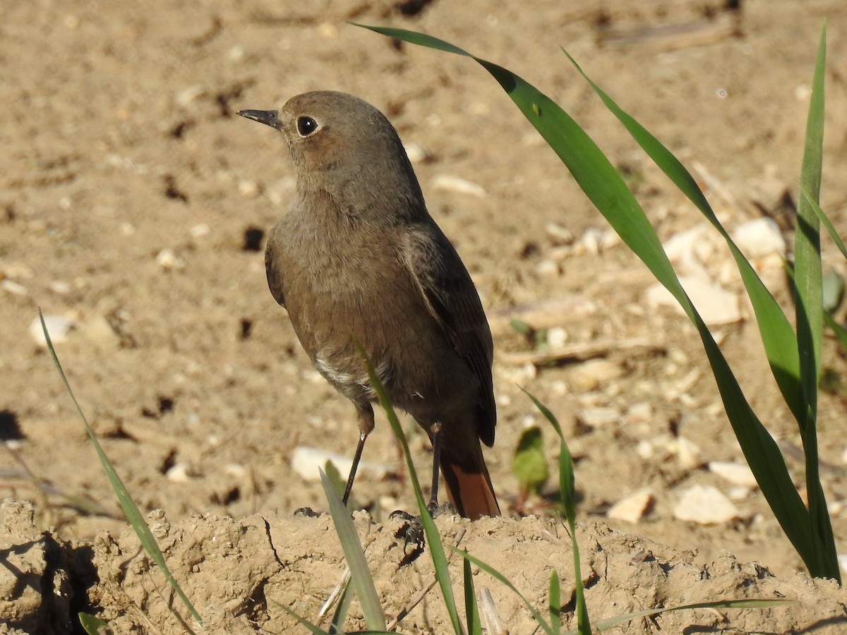 Black Redstart - ML50719581