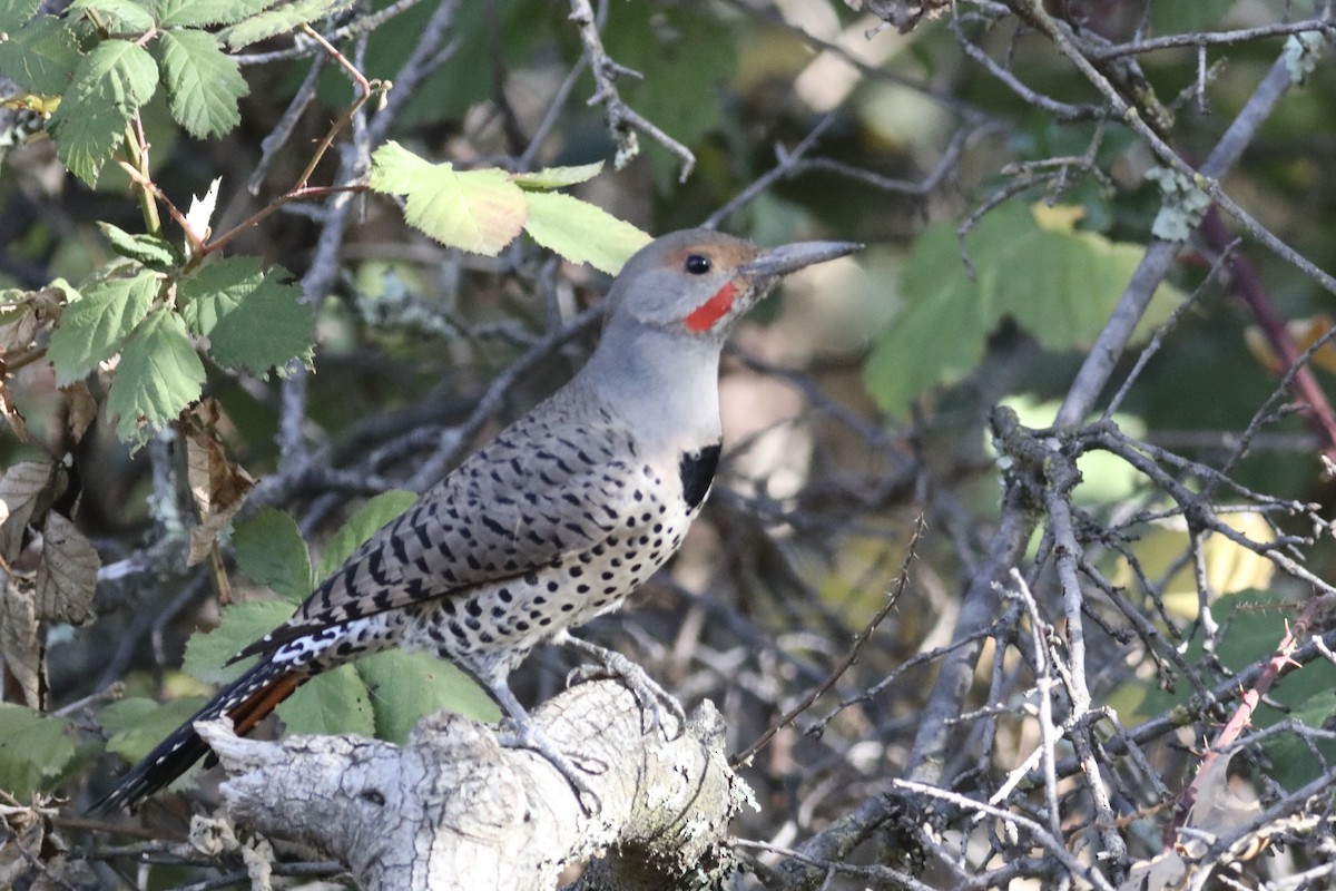 Northern Flicker (Yellow-shafted x Red-shafted) - Gil Ewing