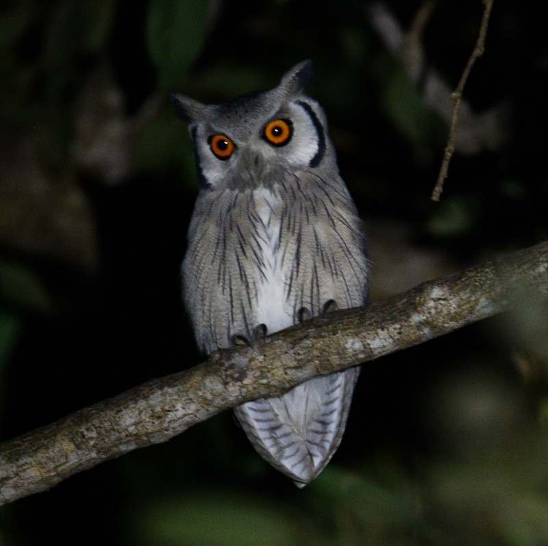 Northern White-faced Owl - Jos Simons