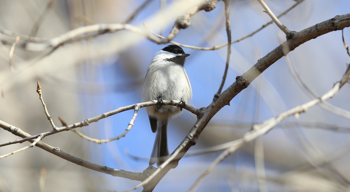 Black-capped Chickadee - ML50719711